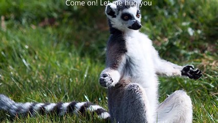 Funny - Animal yoga - When i say YOGA! Hài hước động vật tập yoga