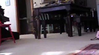 Ragdoll Cat Plays Fetch