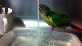 Kuzya the Green Cheek Conure Refuses Bath