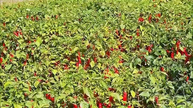 Globo Repórter 3/3 - 0409