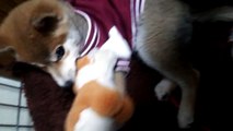 『Funny Animal』三個月大的柴犬可愛的樣子 Three months old Shiba Inu cute