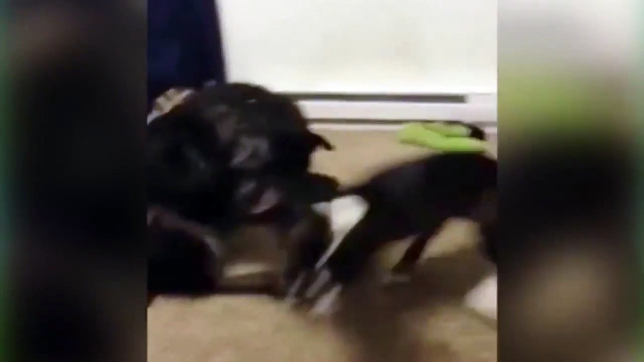 Funny animals Doggie Carpet Cleaner