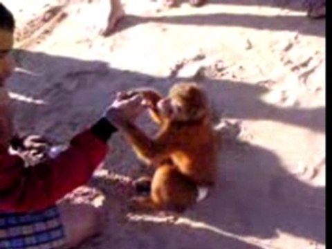 Singe qui danse a agadir