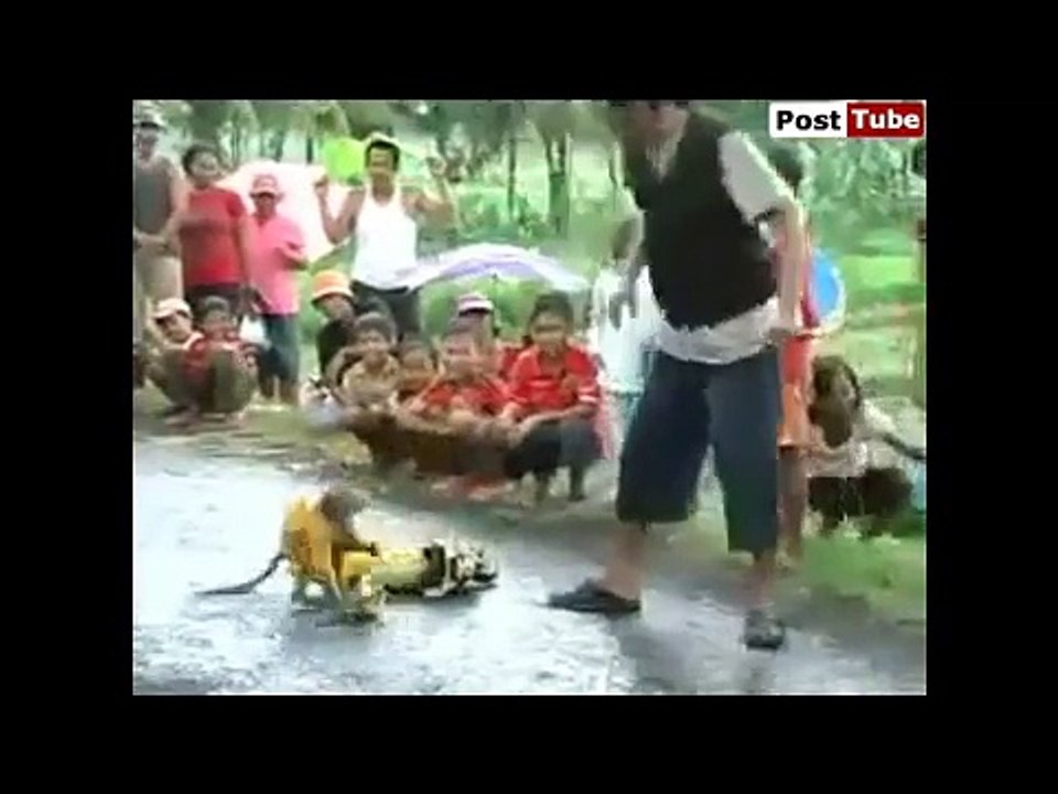 Monkey busts a move