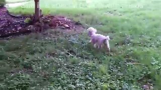 Bubbles the rescue poodle with cerebellar ataxia — Tugg the Bull Terrier