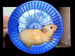 выпуск # 78 Зверь Бурундук