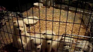 Mini American Eskimo Pups for Sale