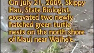 Honu Hatchlings, Waihe'e, Maui by Turtle Trax