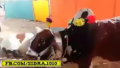 Sakhawat for Cow and Kasai