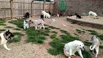 Dog Training Daycare and Boarding in Springfield MO