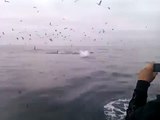 Killer whales attack blue whale at coronado island