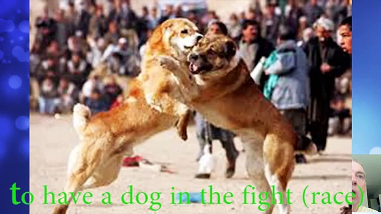 26.Englsh lesson. Media. TO HAVE A DOG IN THE FIGHT | SHIT TOWN