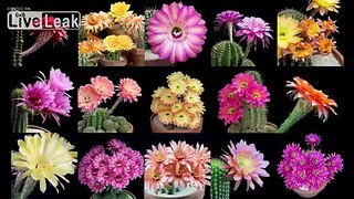 Cactus flowering in HD