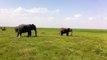 Elefantes en el parque Amboseli. Kenia