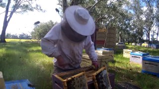 Australian Honeybee   Spring Health Inspection