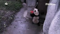 Panda Cub Steals Broom From Keeper