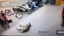 Let sleeping dogs lie  dozing canine bite back after cruel man kicks it into road