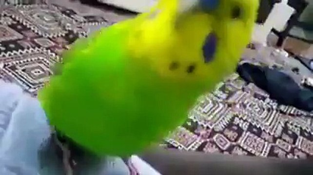 İZLENME REKORLARI KIRAN MUHABBET KUŞU (ŞEHİTLER ÖLMEZ VATAN BÖLÜNMEZ)