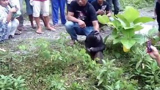 Kera Hutan penggembala Sapi di Sulawesi Tengah