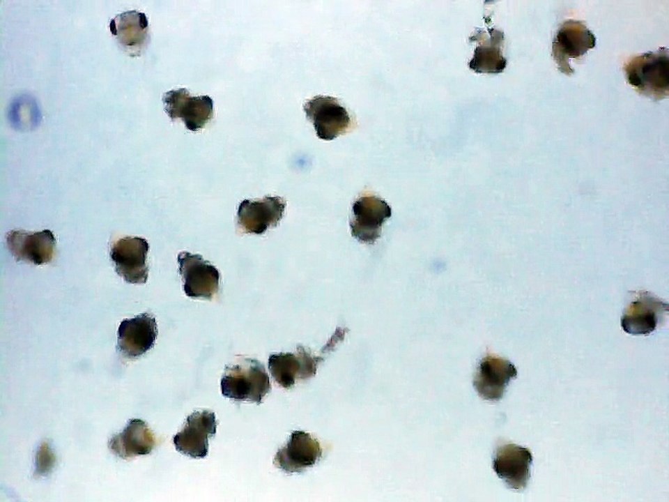 Larven von Metasesarma obesum