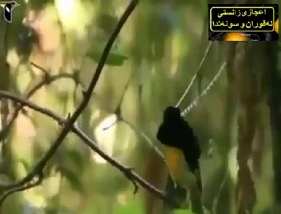 س سے پیاری وڈیو شاید هی کبھی کسی نے دیکھی هو