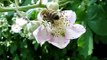 Pollinisation role des abeilles