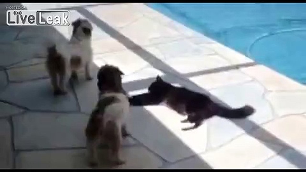 brave cat