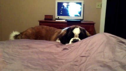 My St. Bernard getting into bed