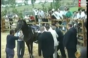Erdogan is kicked in the balls -- by a horse (NO JOKE)