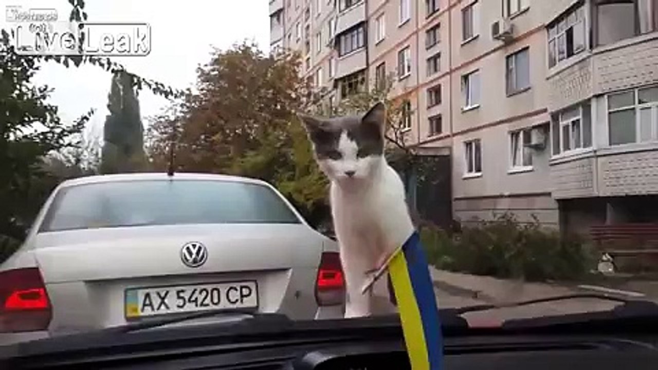 Cat flew off the hood of the machine