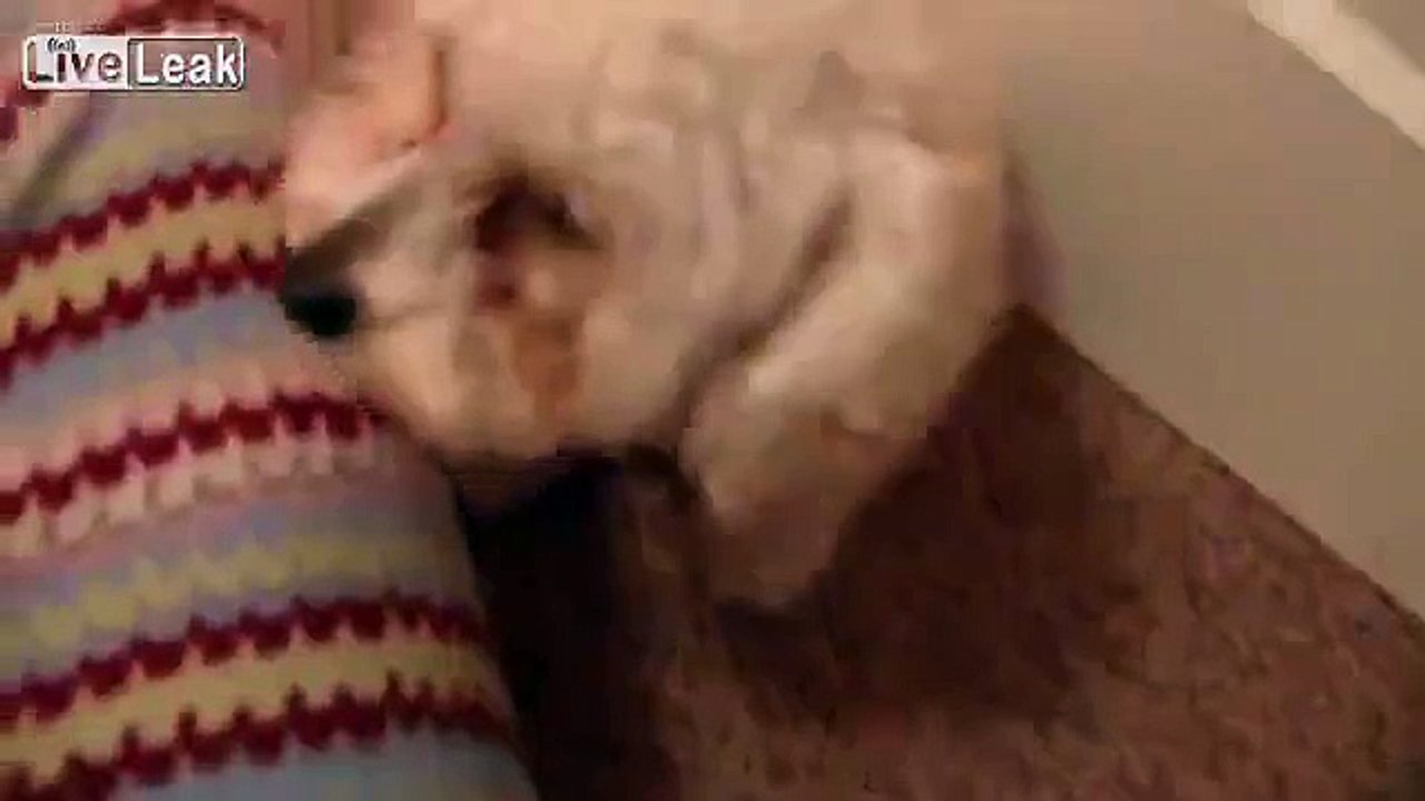 Dog hugging Baby