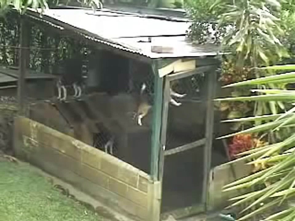 Prison Break version Dogs