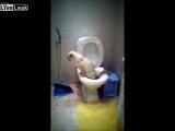 Cat Uses Toilet and Flushes Afterwards