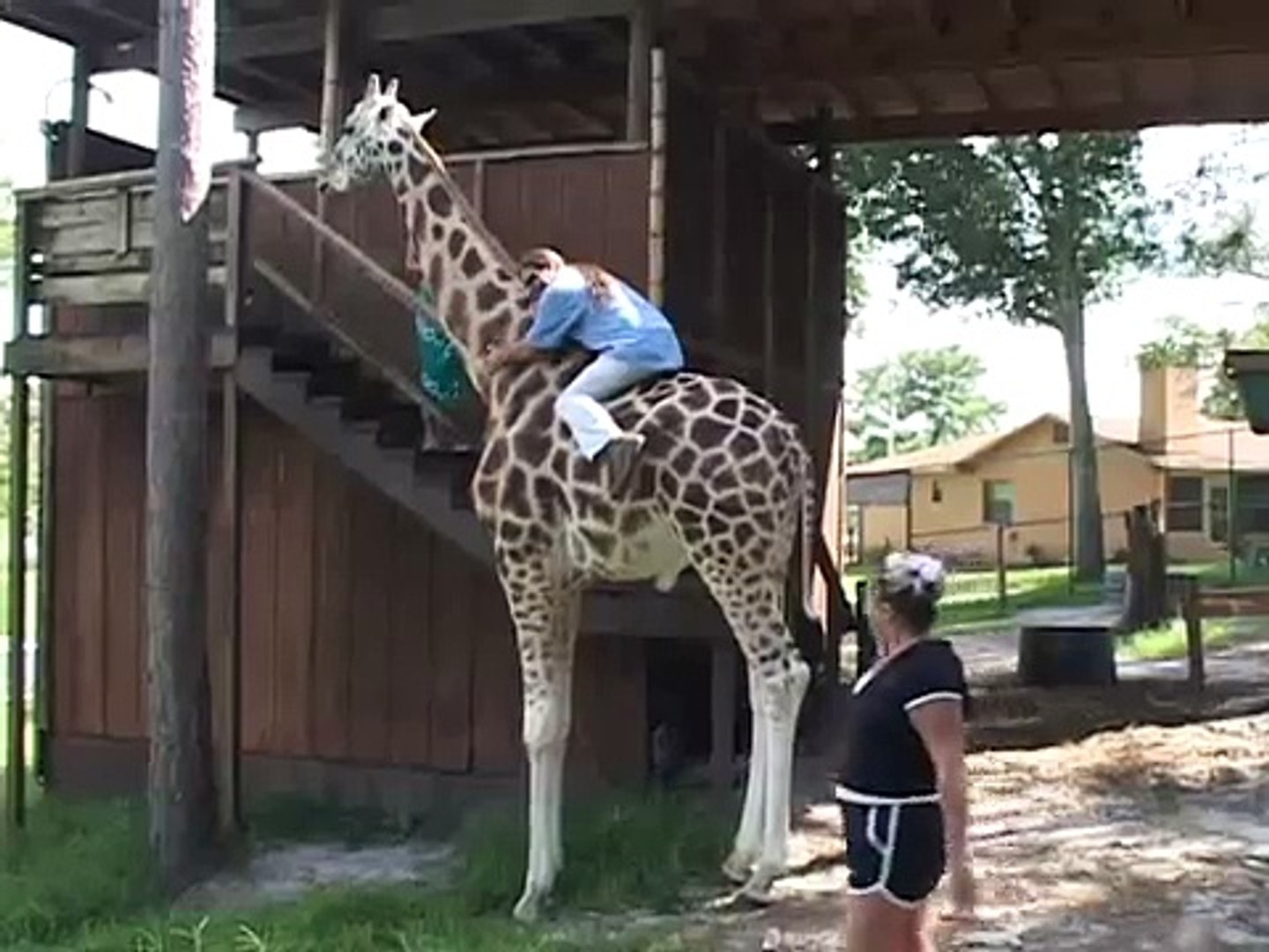 Giraffe Riding