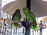 These Parrots Argue Like An Old Married Couple
