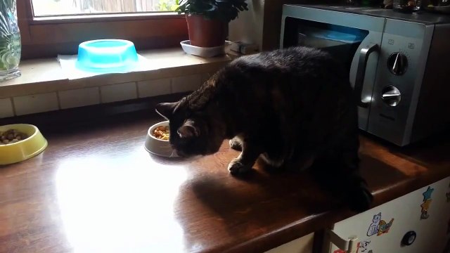 Don't eat with your paws Funny Cat video