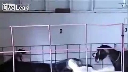 LoL. I just f...ing shot myself