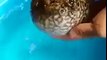Puffer Fish AMAZING MUST SEE