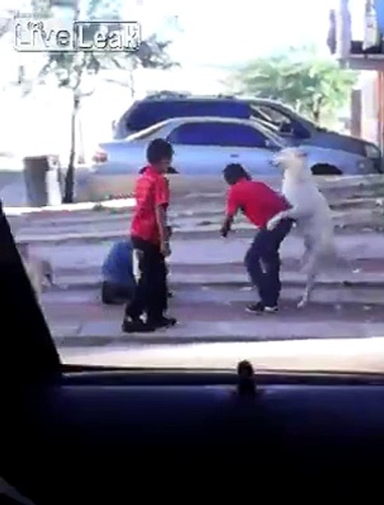 Kids "play" with dog