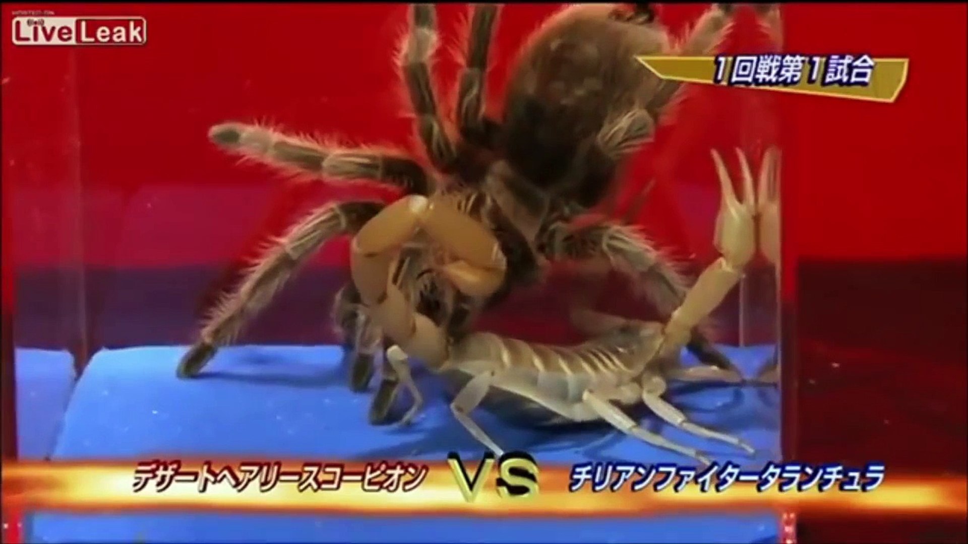 Giant Desert Hairy Scorpion Vs Tarantula Video Dailymotion