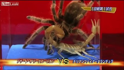 GIANT DESERT HAIRY SCORPION VS TARANTULA