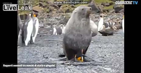 Interracial: antarctic seal has sex with a penguin