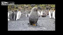 Sexual Harassment By Antarctic Fur Seal