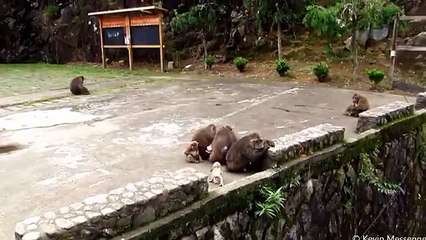 Animals can be so annoying - Funny animal compilation