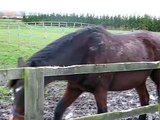 Horse Jumps Over Fence Fail
