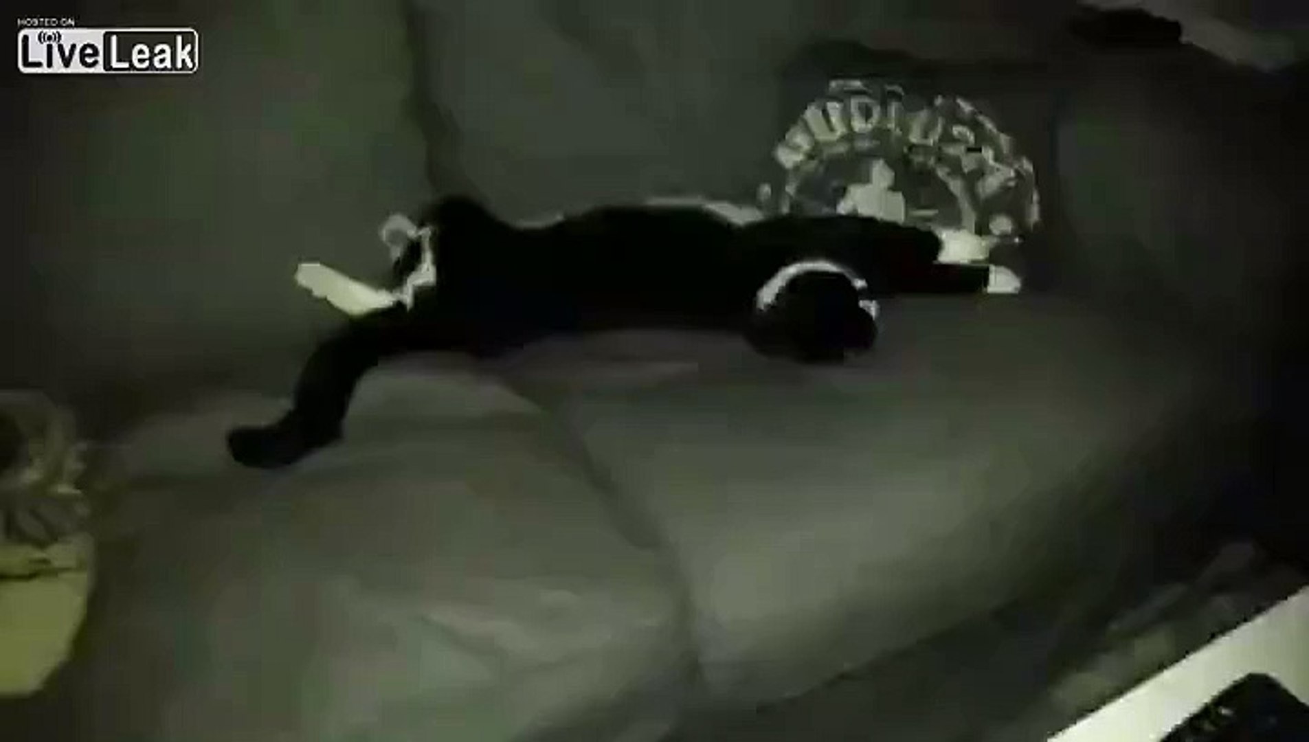 Cats are scaredy cats