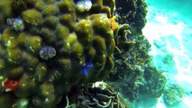 Snorkeling at Koh Tao / Koh Nang Yuang, Thailand 2014. GO PRO Hero 3 (HD Quality 1080p)