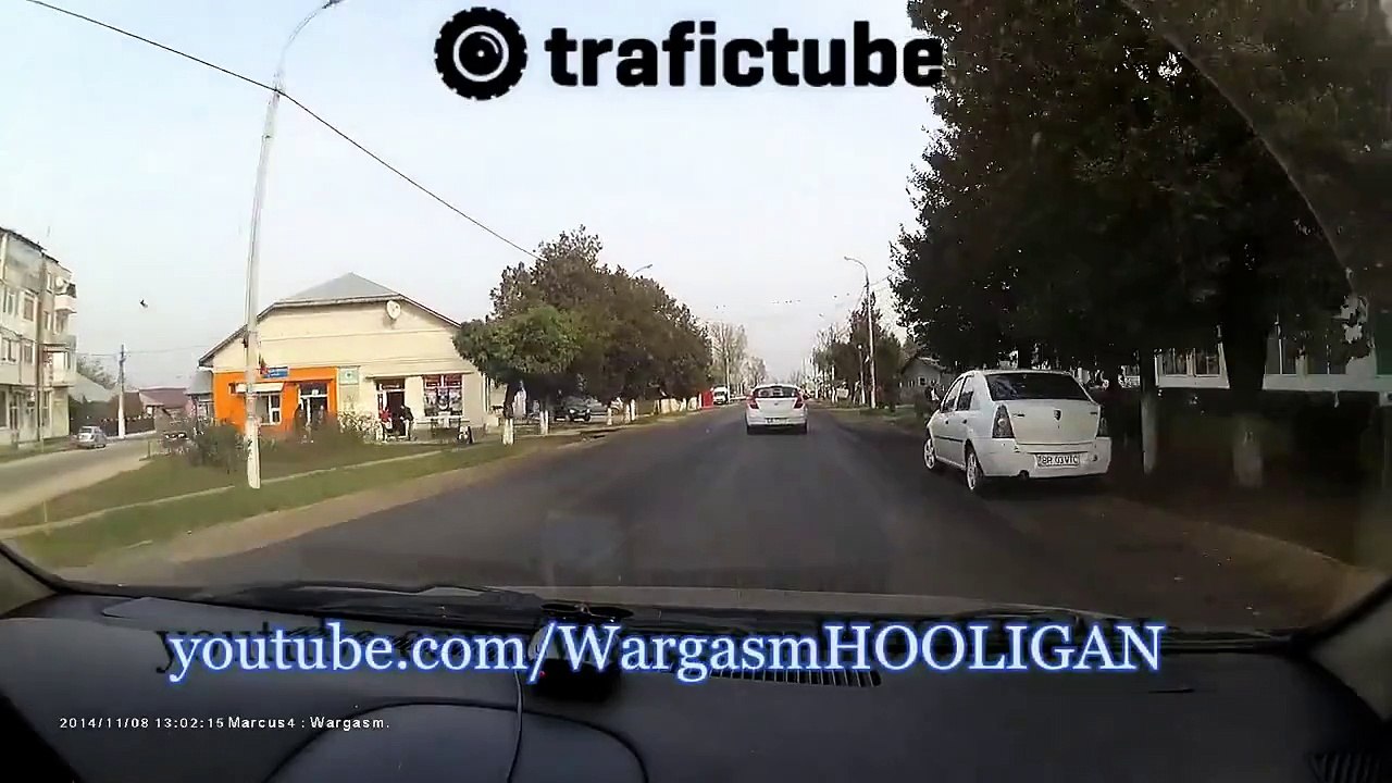 Running dog smashed by car