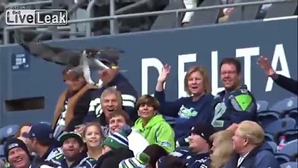 Bird lands on some guys head during game..