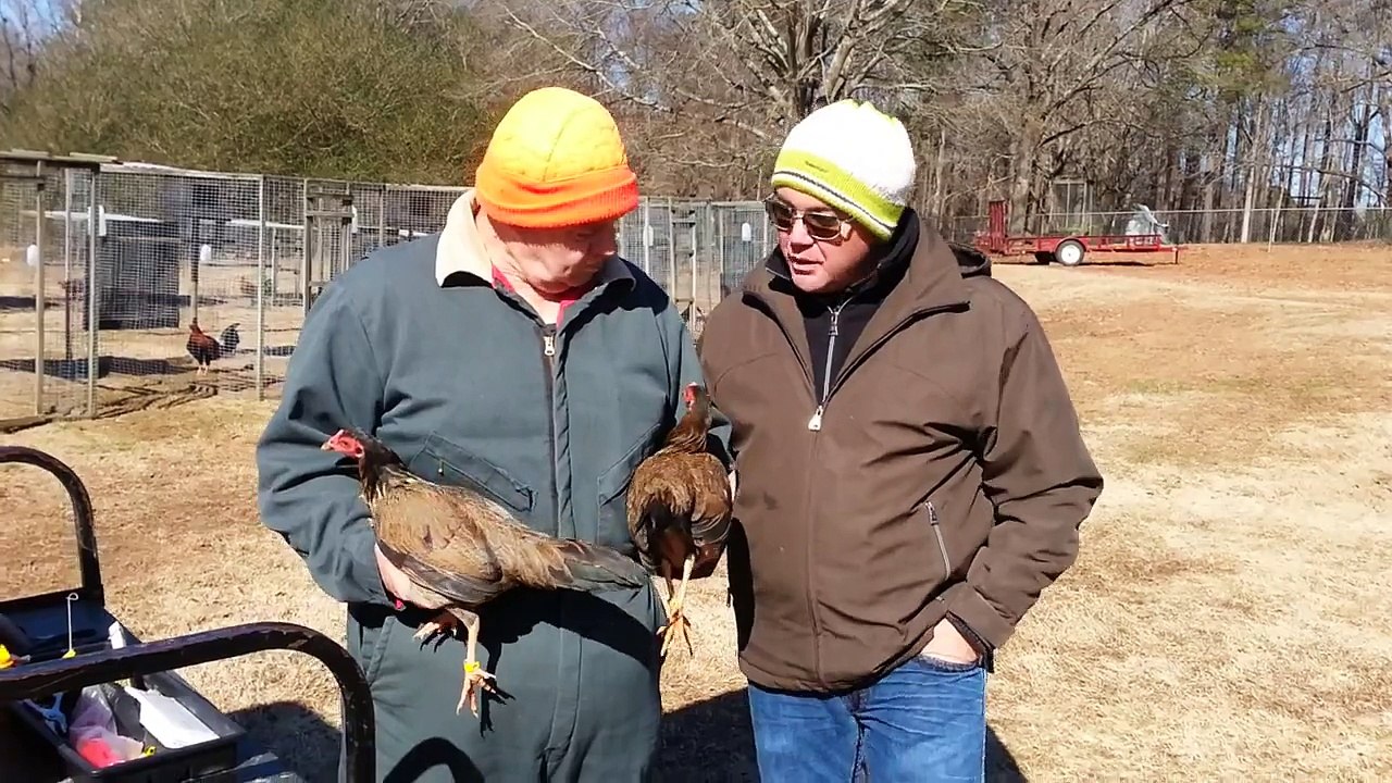 Bruce Barnett Personal Brood 20 Grand Kelso Pullets